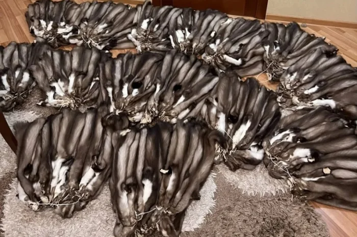 Кожи куницы в продаже – мех и хутро- фото № 1