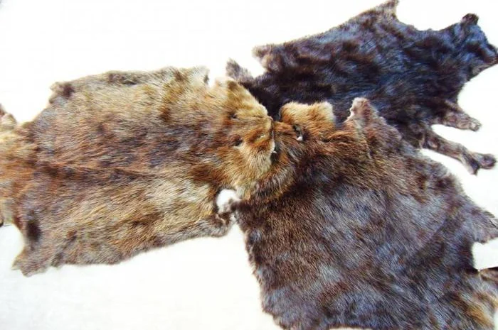 Купуємо хутро кролика та бобра- фото № 1