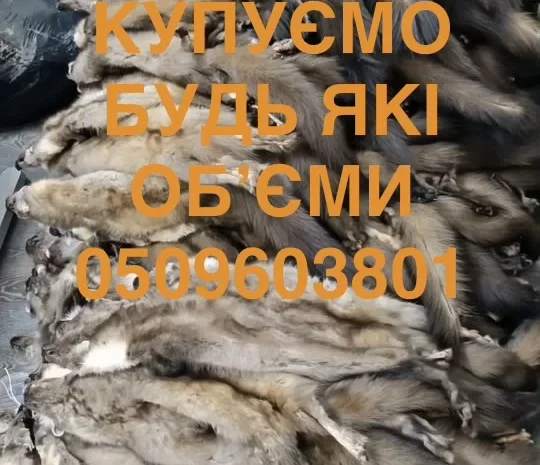 Купуємо шкури куниці дорого- фото № 1