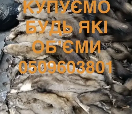 Куплю шкуры мех куницы шкуры дорого шкурки мех- фото № 1