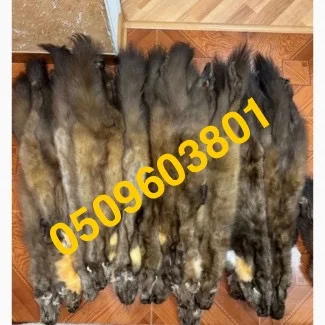 Куплю шкури куниці- фото № 1