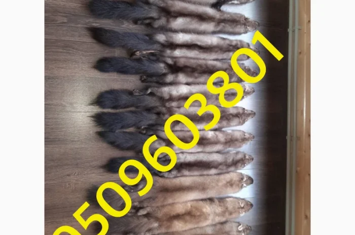 Купую шкури куниці та інше дорого- фото № 1