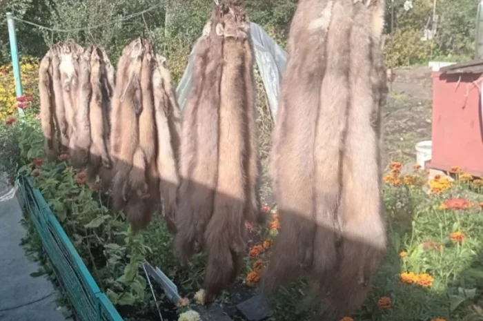 Покупаем шкурки куницы дорого- фото № 1