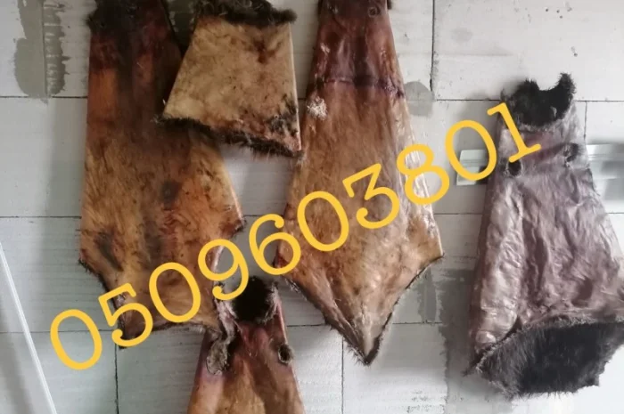 Купуємо сухі шкірки бобра дорого- фото № 1