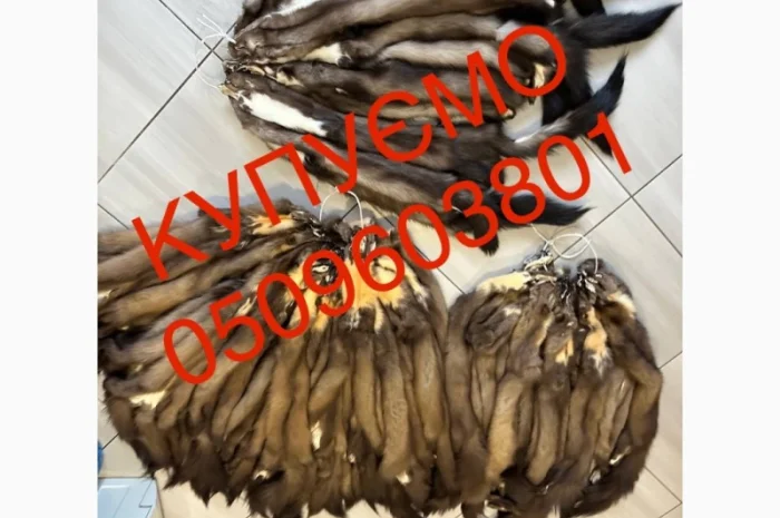 Купуємо шкури куниці будь-яких обсягів за високими цінами- фото № 1