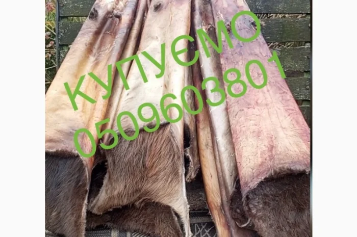 Купуємо сухі шкіри бобра- фото № 1