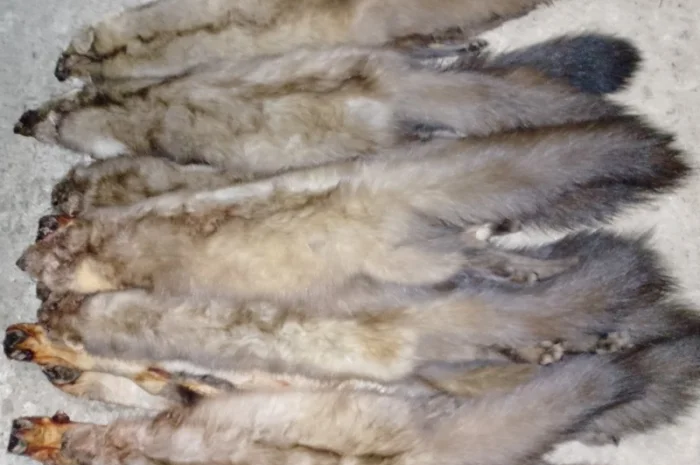 Куплю шкури куниці та інших тварин у Стрию- фото № 1