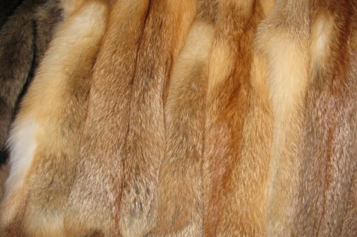 Продаются шкурки лисицы, вичиненные- фото № 1