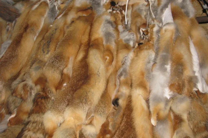 Продаются шкурки лисицы, вичиненные- фото № 2