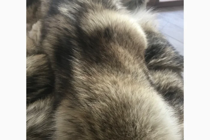 Пропонується виділена шкура вовка- фото № 1