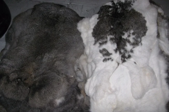 Шкурки кроля выделанные- фото № 1