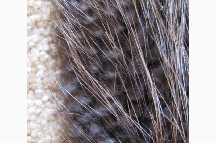 Продам шкуры бобра- фото № 3