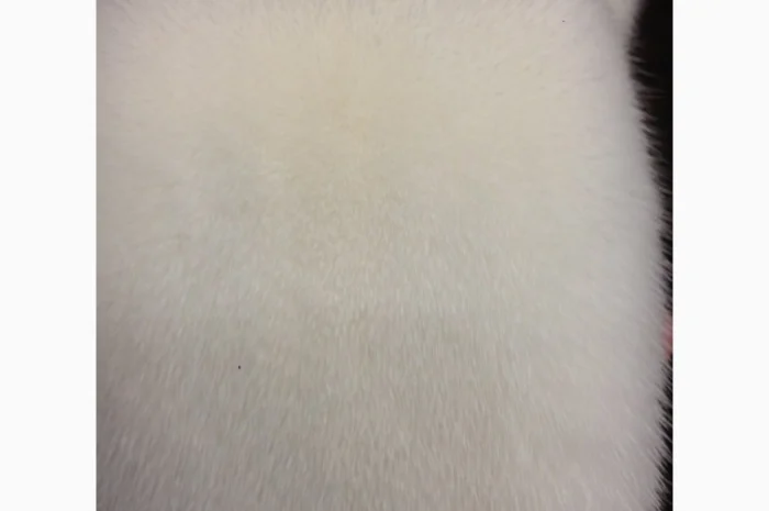 Норка.Шкуры норки- фото № 3