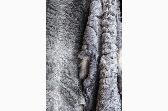 Продаются шкуры каракульчи- фото № 4