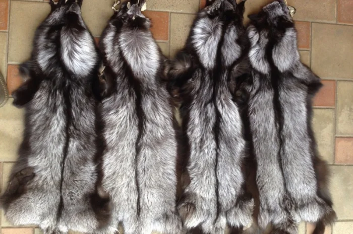 Шкуры чернобурки – высококачественный мех- фото № 1