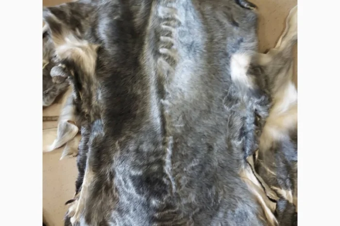 Продаются шкурки каракульчи- фото № 1