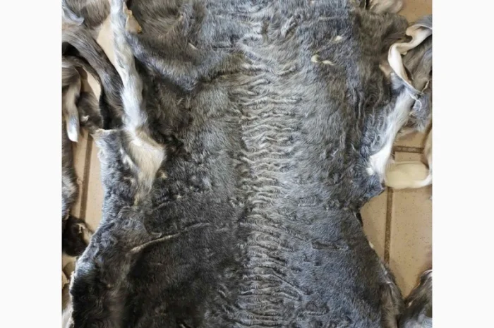 Продаются шкурки каракульчи- фото № 2
