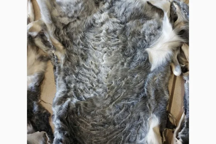 Продаются шкурки каракульчи- фото № 3