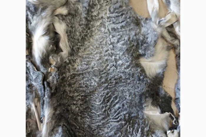 Продаются шкурки каракульчи- фото № 4