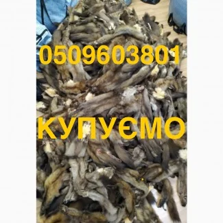 Покупаем дорого шкурки и меха в Житомире- фото № 1