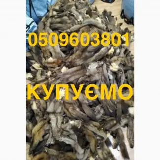 Купуємо ДОРОГО хутро шкури мех шкіри- фото № 1