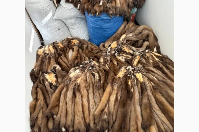 Продаются шкурки куницы и камянки- фото № 3