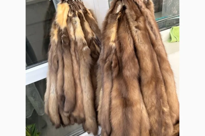 Продаются шкурки куницы и камянки- фото № 6