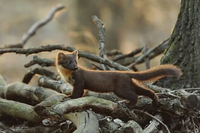 Куплю куницу и другое меховое сырье дорого- фото № 1