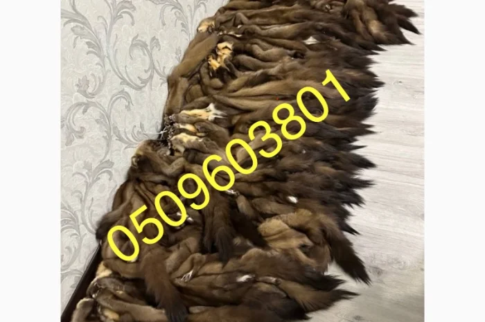 Куплю шкурки куницы по высоким ценам- фото № 1