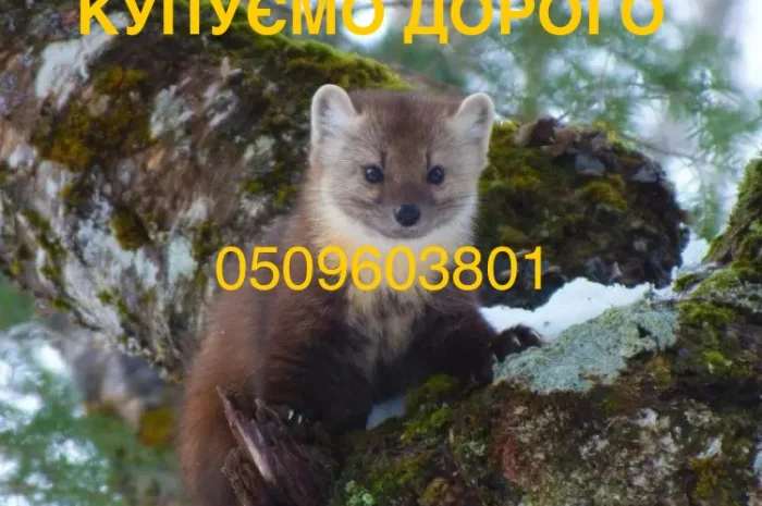 Покупаем шкурки и мех куницы дорого- фото № 1