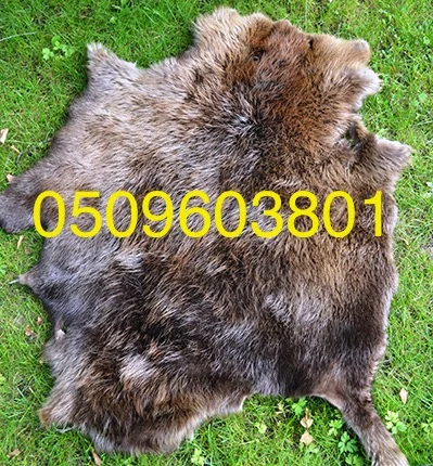 Куплю сухие не соленые шкурки бобра по всей Украине- фото № 1