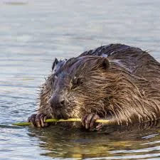 Купим шкури бобра сухие, не соленые по высокой цене- фото № 1