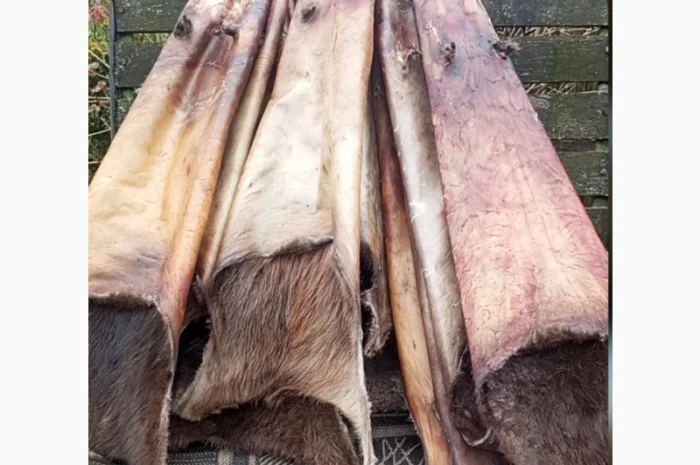 Куплю шкури бобра по самой высокой цене- фото № 1