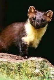 Куплю шкурки куницы по высокой цене- фото № 1