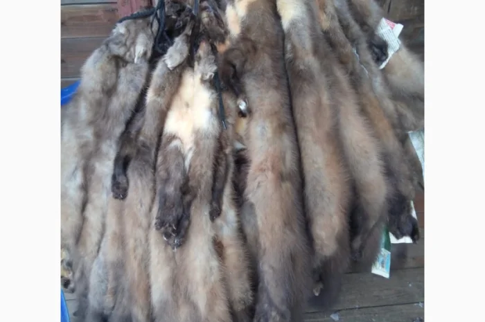 Куплю шкурки куницы, бобра и выдры по высоким ценам- фото № 1