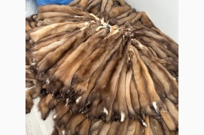 Куплю шкурки куницы- фото № 1