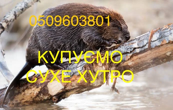 Покупаем сухое не соленое бобровое мехо вместе со струей- фото № 1