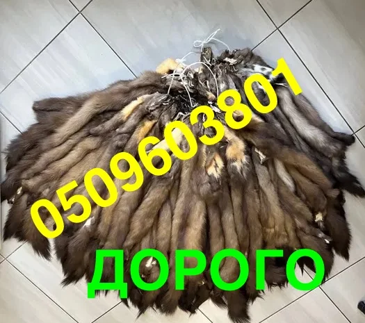 Покупаем шкурку куницы по всей Украине- фото № 1