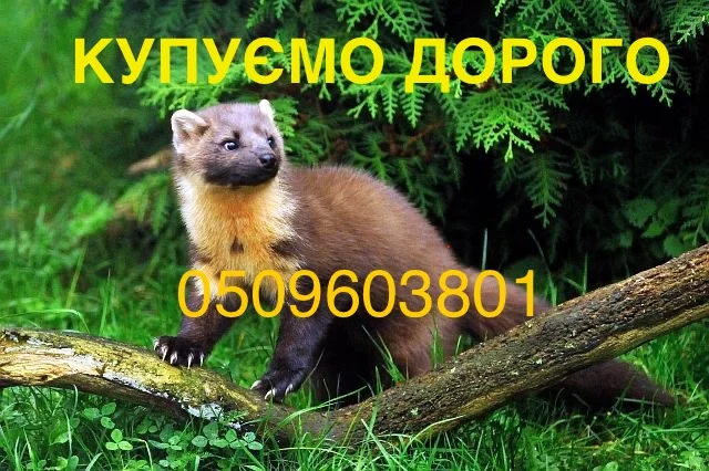 Купую шкури куниці та хутрові вироби- фото № 1