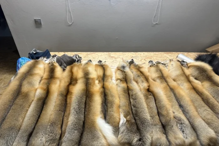 Шкурки Исландского лиса (Island fox) на продажу- фото № 1