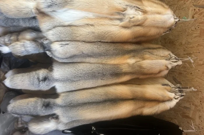 Шкурки Исландского лиса (Island fox) на продажу- фото № 2