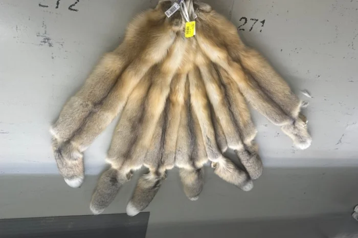 Шкурки Исландского лиса (Island fox) на продажу- фото № 3