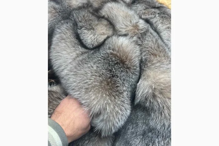 Продается шкуры Блю Фрост различных размеров- фото № 2