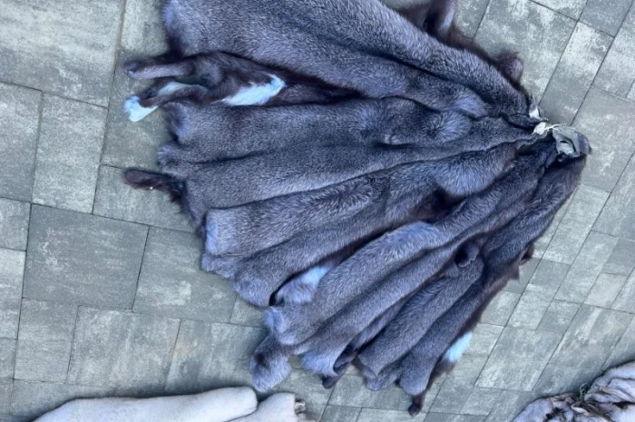 Продается шкуры Блю Фрост различных размеров- фото № 5