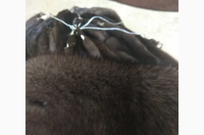 Продажа шкурки норки Браун (ореховый цвет)- фото № 1