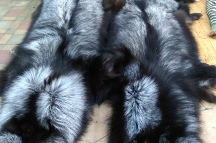 Чёрнобурка Silver Fox – мех в продаже- фото № 1