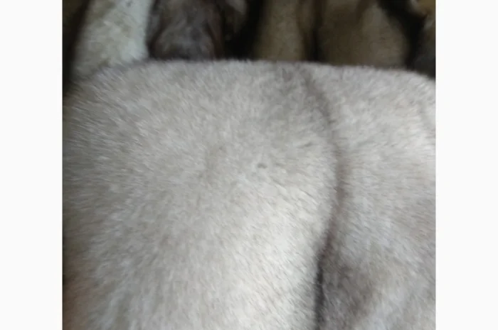 Продаются шкурки финского песца- фото № 2