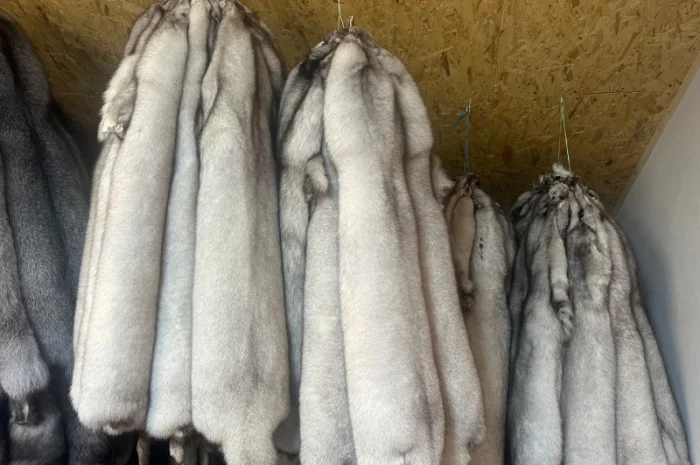 Продаются шкурки финского песца- фото № 4