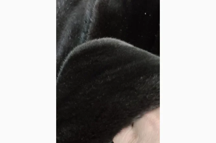 Продается норка черного цвета, натуральный велюр- фото № 3