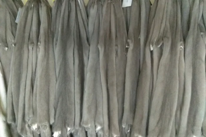 Продается норка сіроголуба (silverblue)- фото № 1